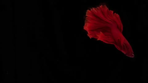 Slow Motion the beautiful Siamese red fighter fish swimming on black background Stock Footage 158094117