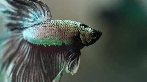Slow motion beautiful silver black fighting fish Stock Footage 133747362