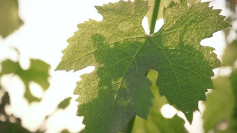 Slow motion beautiful sun through the leaves of the grapes Stock-Footage 90171519