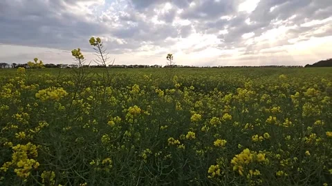 Slow motion of beautiful sunset over the field. Blagoveshenskaya, Russia. Stock Footage 283519071