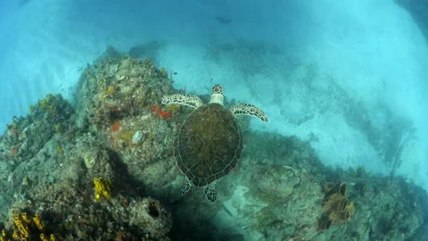 Slow Motion Beautiful View Of Green Sea Turtle Flying Over Sea In Sea - Stock Footage 234089757