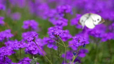 Slow motion Beautiful white butterfly sitting on purple flowers in a garden  Stock Footage 200717486
