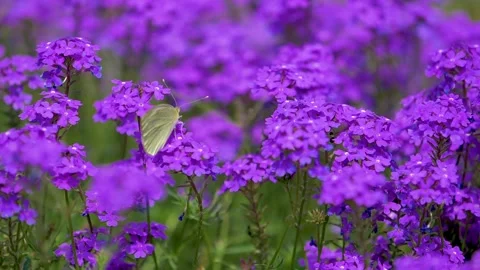 Slow motion Beautiful white butterfly sitting on purple flowers in a garden  Stock Footage 200718145