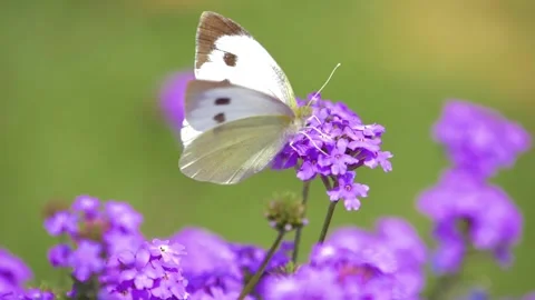 Slow motion Beautiful white butterfly sitting on purple flowers in a garden  Stock Footage 200719014