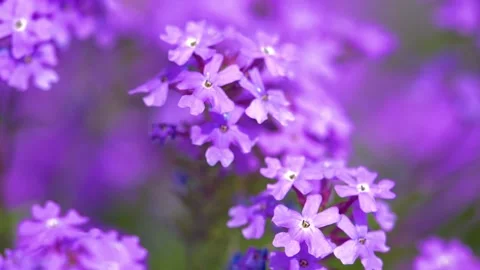 Slow motion Beautiful white butterfly sitting on purple flowers in a garden  Stock Footage 200719280