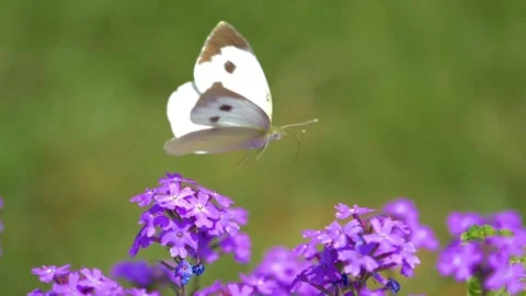 Slow motion Beautiful white butterfly sitting on purple flowers in a garden  Stock Footage 200720487