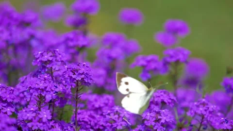 Slow motion Beautiful white butterfly sitting on purple flowers in a garden  Stock Footage 200723219