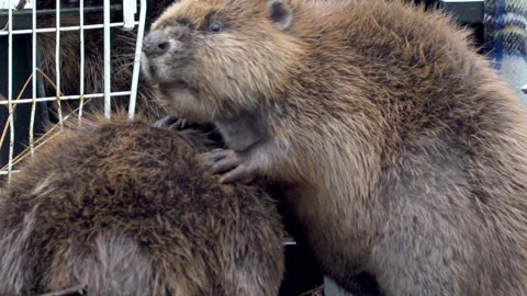 SLOW MOTION BEAVER KITS RELEASED INTO LOCH LOMOND Stock Footage 240692003