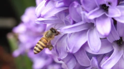 Slow Motion Bee and Hyacinth Stock Footage 51942956
