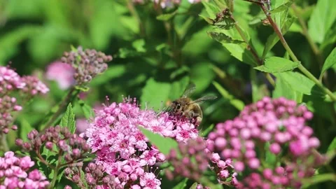 Slow Motion of Bee Collecting Nectar from Spiraea Japonica Stock Footage 135226259