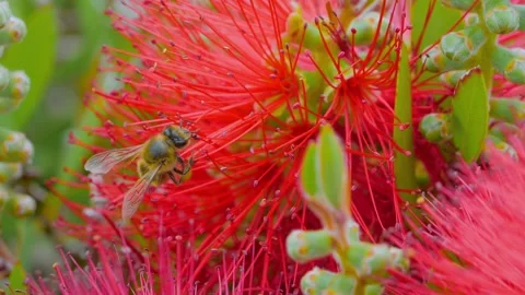 Slow motion: bee collecting pollen from red flower - close up, macro Stock Footage 277525054
