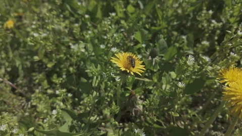 Slow motion bee collecting pollen from yellow Dandelion (Taraxacum) flower on Stock Footage 319818123