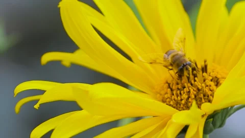 Slow motion: bee is collecting pollen from yellow flowers - close up, macro Stock Footage 338442393