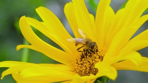 Slow motion: bee is collecting pollen from yellow flowers - close up, macro Stock Footage 339005417