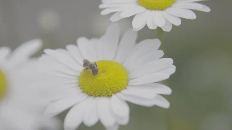 Slow Motion of a Bee on a Daisy in a Light Wind 스톡 동영상 91498110