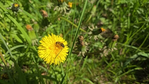 Slow motion of bee on dandelion (Taraxacum) flower collecting nectar Vídeo Stock 320110382