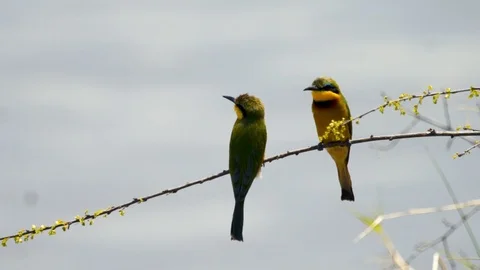 Slow-motion of a Bee Eater taking off from a branch. Stock Footage 103846822
