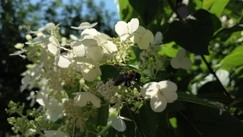 Slow motion bee explores white flowers Stock Footage 342349728