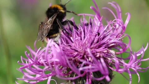 Slow Motion Bee feeding on nectar from Greater Knapweed, UK Stock Footage 331858397