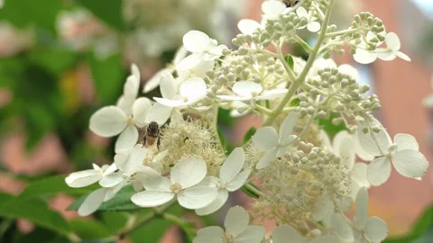 Slow motion bee flies after pollinating white flowers Stock Footage 340567740