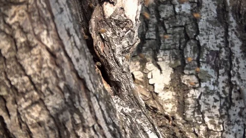 Slow motion bee flock insects flying to hole nest Stock Footage 103904370