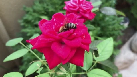 Slow motion of a bee on a flower Stockbeeldmateriaal 81064558