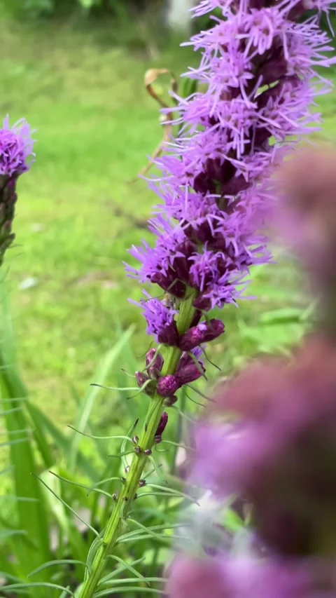 Slow motion of a bee on a flower Stock Footage 159726967