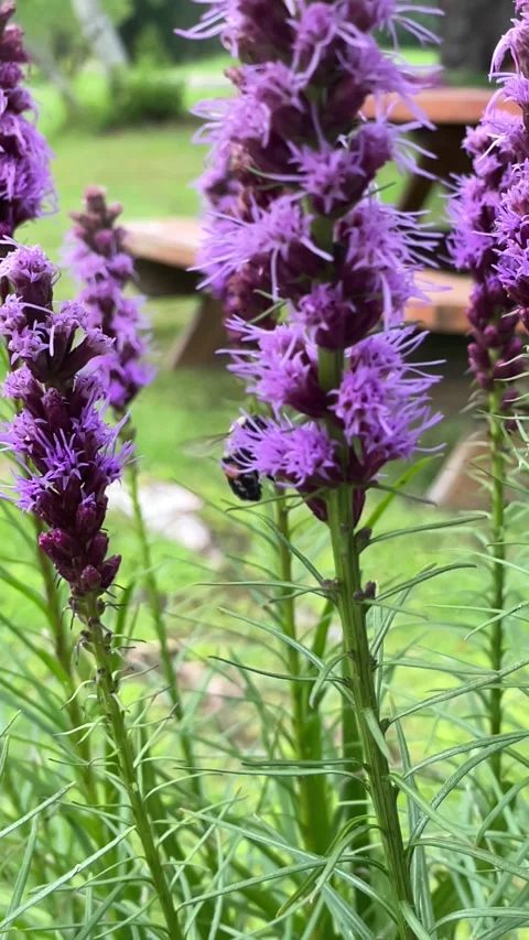 Slow motion of a bee on a flower Stock Footage 159726984