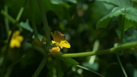 Slow motion bee on flowers Stock Footage 79595402