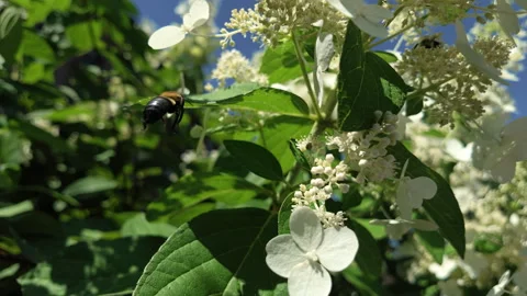 Slow motion bee fly around white flowers Stock Footage 342350606