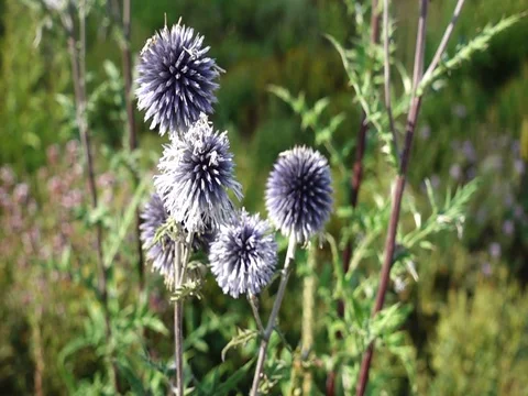Slow motion - Bee flying and landing on a thistle Vídeo Stock 78693688