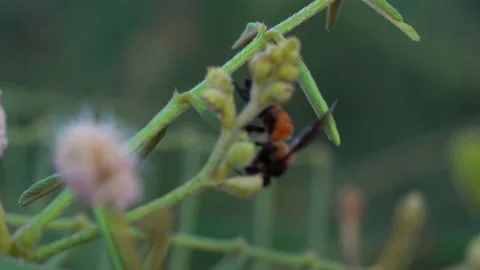 Slow motion bee flying and catch on flower of tree on summer season Stock-Footage 132354277