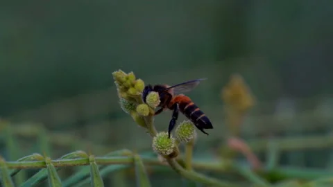 Slow motion bee flying and catch on flower of tree on summer season 動画素材 132354682