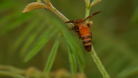 Slow motion bee flying and catch on flower of tree on summer season Stock Footage 132355810