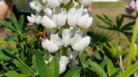 Slow Motion Bee Flying Around Lupin Flower Stock Footage 90177980