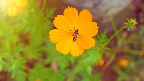 Slow motion bee flying on beautiful flower garden in morning sunrise Stock Footage 82740315
