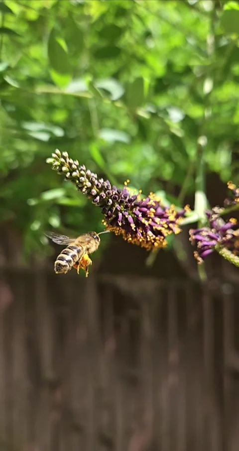 Slow motion of bee flying to flower, Sochi, Russia. Stock Footage 283518972