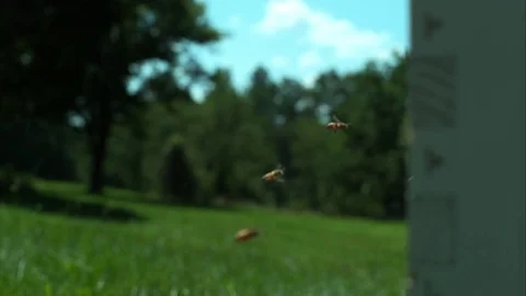 Slow motion bee flying Stock Footage 79596159