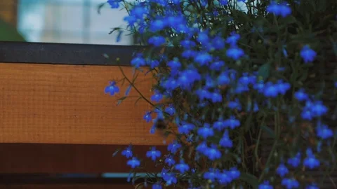 Slow Motion Bee Flying Stock Footage 95544324