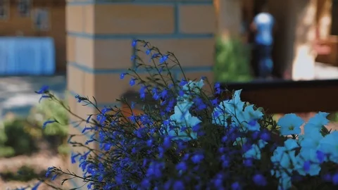 Slow Motion Bee Flying Vídeos de archivo 95545174