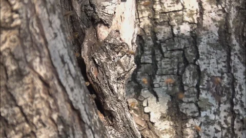 Slow motion bee flying in hole on tree Stock Footage 104285909