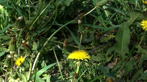Slow Motion of Bee Flying over yellow Dandelion Flowers in green Grass. Stock Footage 89679410