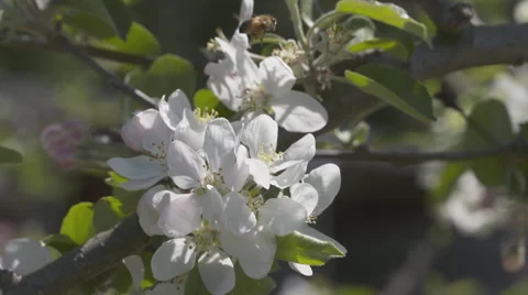 Slow motion bee flying with pollen on legs Stock Footage 56252670