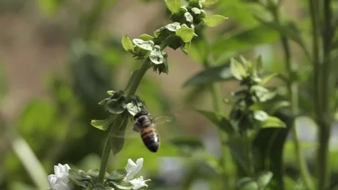 SLOW MOTION BEE FLYING WITH POLLEN Stockbeeldmateriaal 206836336