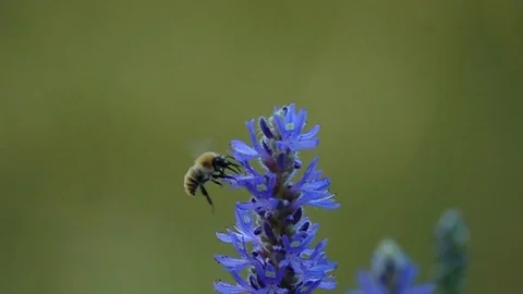 Slow motion bee Stock Footage 82178903