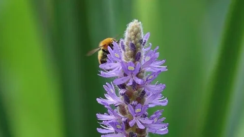 Slow motion bee Stock Footage 82181355