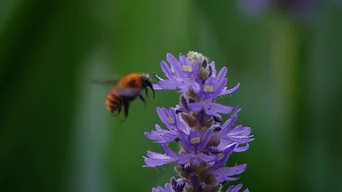 Slow motion bee Stock Footage 82181703