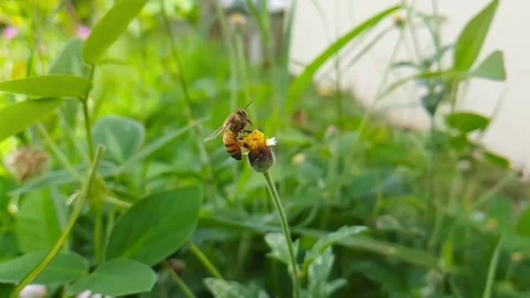 Slow Motion Bee Stock Footage 137835085