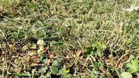Slow Motion Bee Stock Footage 213195817