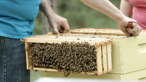 Slow Motion Bee Frame Stock Footage 91041487